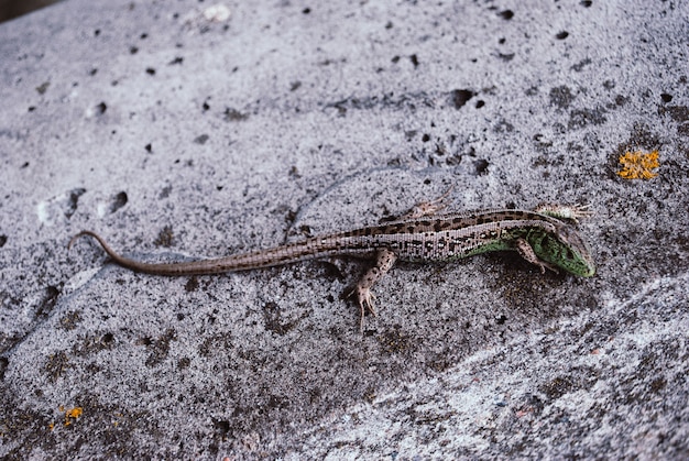 De groene hagedismacro, sluit omhoog.