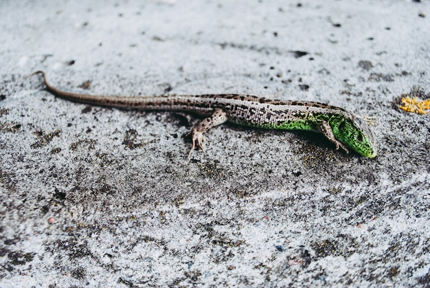 De groene hagedismacro, sluit omhoog.