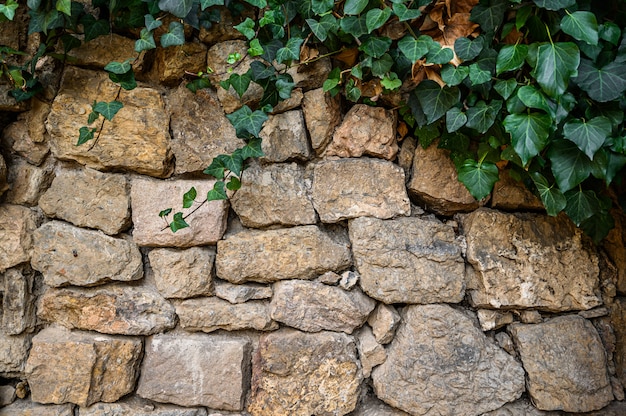 De groene klimop op stenen muur. Barcelona, Spanje. Catalonië