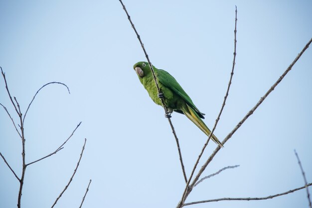 De groene maitaca in de boom met de blauwe lucht in het mooie zomerse landschap