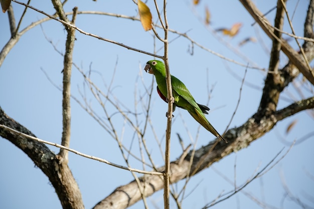 De groene maitaca in de boom met de blauwe lucht in het mooie zomerse landschap