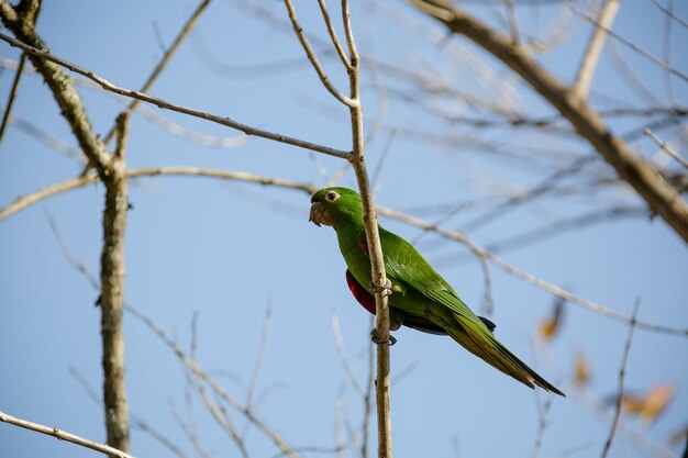 De groene maitaca in de boom met de blauwe lucht in het mooie zomerse landschap