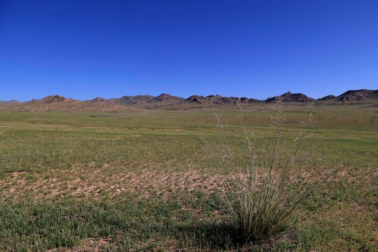Foto de groene mongoolse steppen in de zomer