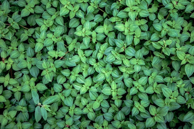 De groene muur van de klimopstruik in tuin