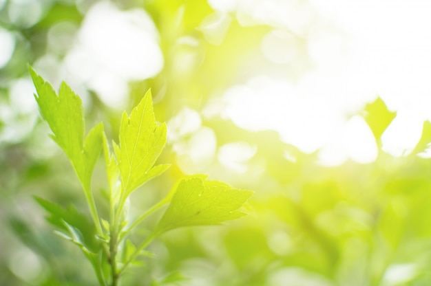 De groene natuur van de meningsclose-up en de zon in de ochtend. mooi achtergrondonduidelijk beeld bokeh