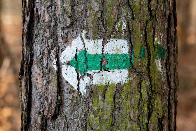 de groene pijl op de boom - groen wandelpadteken