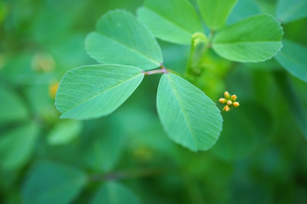 de groene plant vertrekt in de tuin