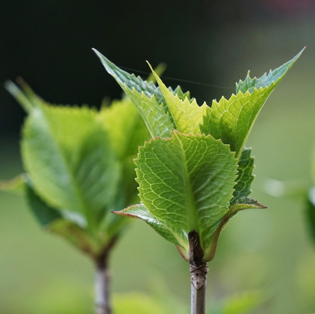 De groene plant