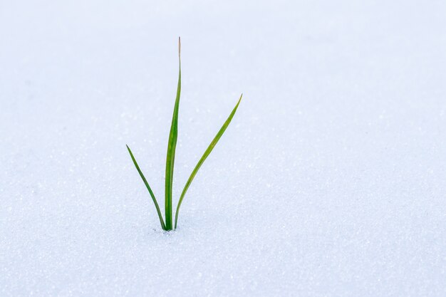 De groene scheut van de plant schiet door de sneeuw. Groene spruit van een plant op witte sneeuw