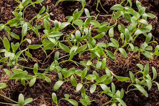 De groene scheuten van de zaailingen komen uit de grond