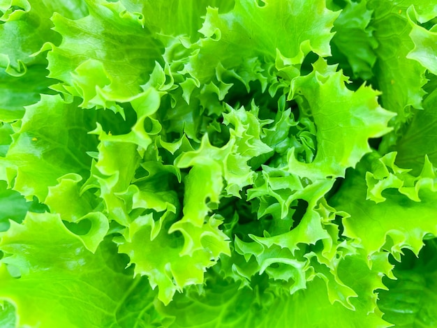 De groene sla verse salade verlaat macrotextuur, hoge resolutiefoto. Abstracte plantaardige achtergrond.