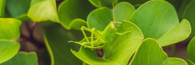 De groene sprinkhaan op het groene blad vermomde zich banner lang formaat