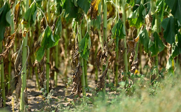 De groene stengels van de zonnebloem groeien in een rij, de bladeren zijn verdord en verdord. Gebrek aan regenval en irrigatie, mislukte oogsten