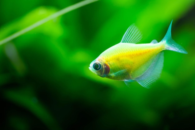 De groene tetra glofish of Gymnocorymbus ternetzi, zoetwateraquariumvis