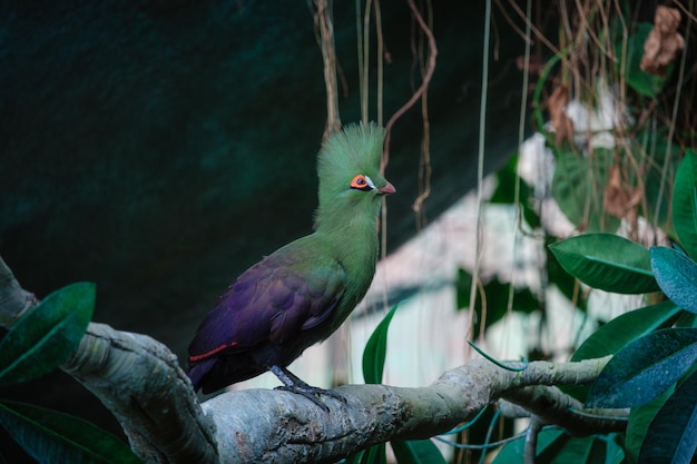 De groene toerako-vogel met oranje zwart-witte ogen deksel kleurrijk