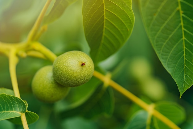 De groene vrucht van walnoot aan een boom Sommige walnoten wachten om geoogst te worden