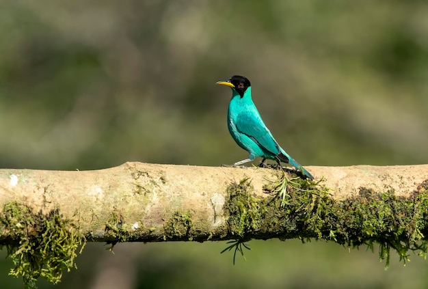 De groene wes is een kleine vogel uit de familie van de tanager. Hij komt voor in de tropische Nieuwe Wereld van Zuid-Mexico tot Brazilië en Trinidad. Hij is het enige lid van het geslacht Chlorophanes.