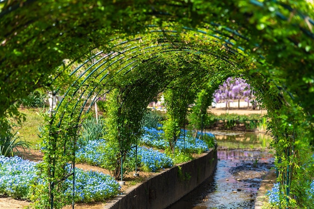 De groene wijnstoktunnel van het bloemenpark