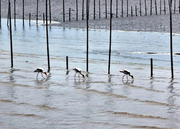 De groep Aziatische openbill-vogels die weekdieren vinden aan de kust