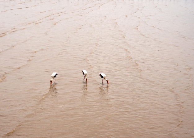 De groep Aziatische openbill-vogels die weekdieren vinden aan de kust