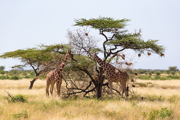 De groep giraffen eet de bladeren van de acaciabomen