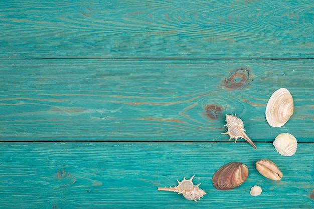 De groep zeeschelpen op blauwe houten achtergrond