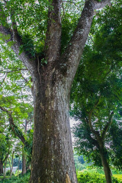 De grootste boom in het bos met uitzicht op het groen