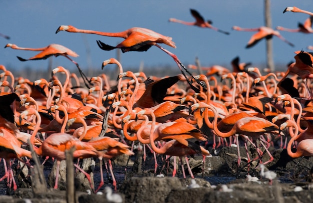 De grootste kolonie van de caribische flamingo. reserveer rio maximã â °.