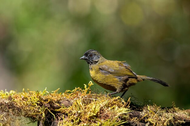 De grootvoetfinch is een zangvogel die inheems is in de hooglanden van Costa Rica en het westen van Panama