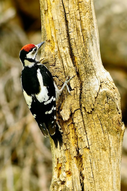 De grote bonte specht is een vogel uit de familie picidae