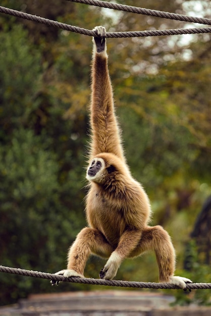 De grote gibbon in een dierentuin De withandige gibbon hangt aan een touw