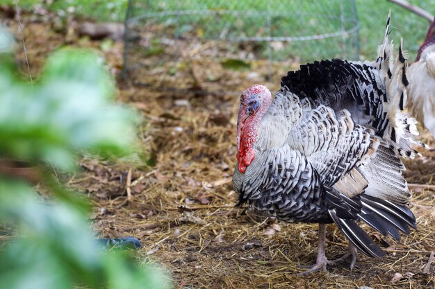 De grote haan van Turkije is mooi in landbouwbedrijftuin in Thailand