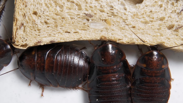 De grote kakkerlak zit op een stuk brood in een bord en eet brood. Binnenlandse insecten.