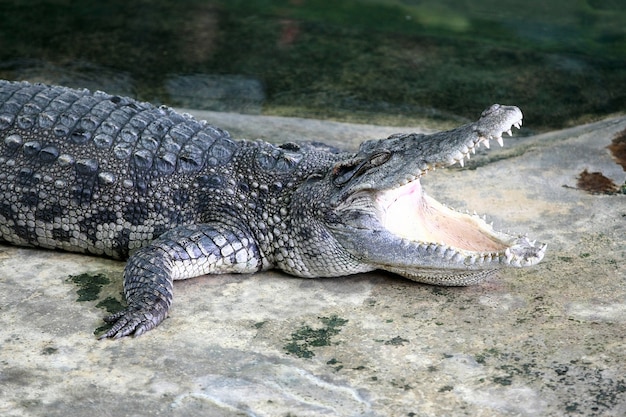 Foto de grote krokodil op de boerderij