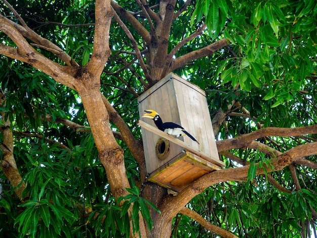 De grote neushoornvogel met gele kop en een grote snavel die voor een houten huis op de tak van een boom staat.