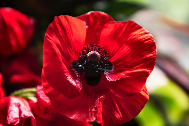 De grote rode klaproos is een prachtige geneeskrachtige plant Close-up