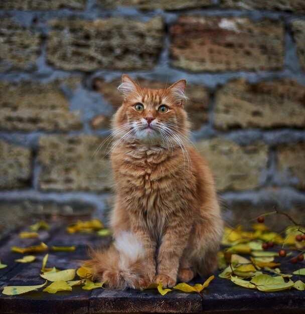 De grote rode pluizige kat zit op de straat