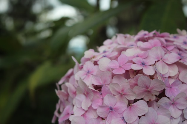 De grote witte hortensia