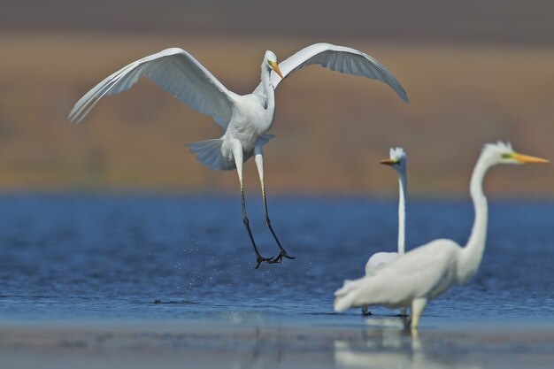 De Grote Zilverreiger landt op het blauwe water naast andere vogels en dichtbij hen