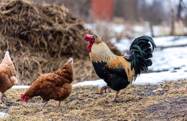 De haan met kip in de ochtend in de lente