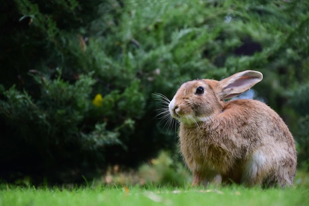 De haas zit op het groene gras aan de rechterkant van het frame De voor- en achtergrond