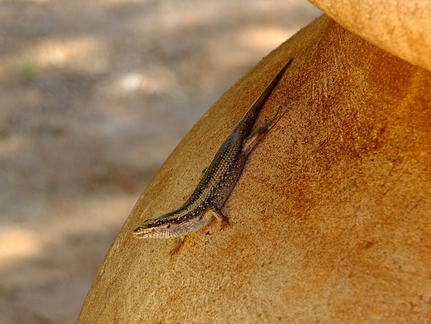 De hagedis in Sossusvlei, Namibië