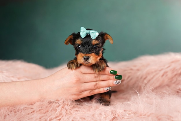 De Hand die van een Kaukasisch Meisje een leuk Puppy van Yorkshire Terrier houdt tegen een roze bonthoofdkussen