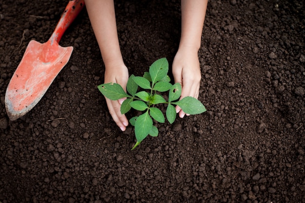 De hand die van het kind jonge boom op zwarte grond plant als bewaar wereldconcept