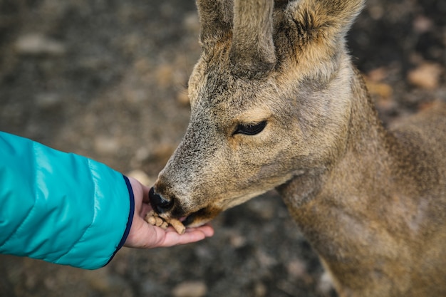 De hand die van het meisje een jong ree voedt