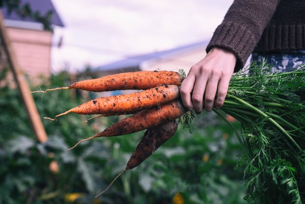 De hand die van vrouwen ongewassen wortelen van de tuin houdt