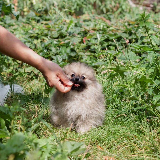 De hand geeft voedsel aan een kleine pluizige Pommerse puppy in de mond. Een puppy zit op het gras, het concept van hondentraining