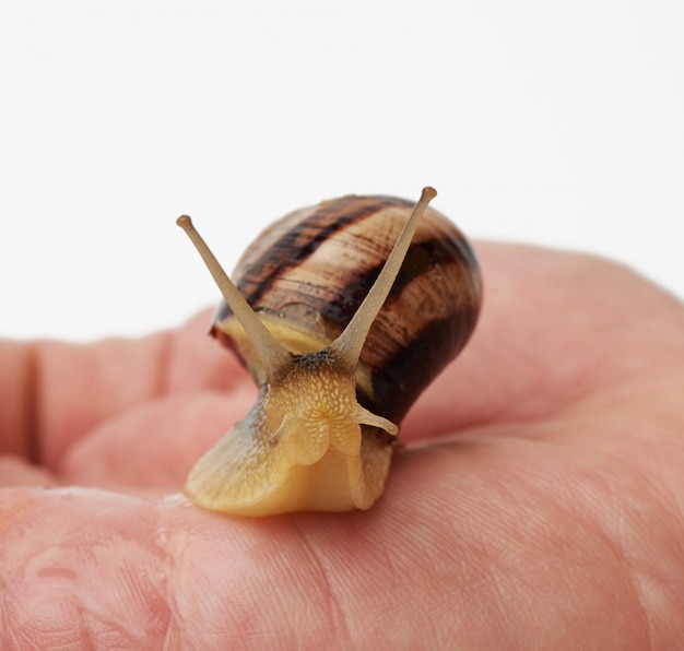 De hand houdt een bruine slak op een geïsoleerd wit