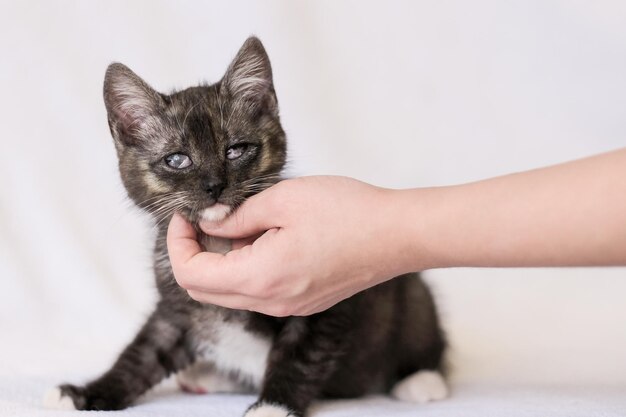 De hand streelt een klein donkergrijs blind kitten. Een vrijwilliger heeft het kitten van de dood gered. Close-up portret op lichte achtergrond