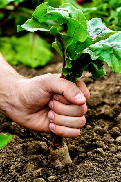 De hand trekt de bieten uit de grond